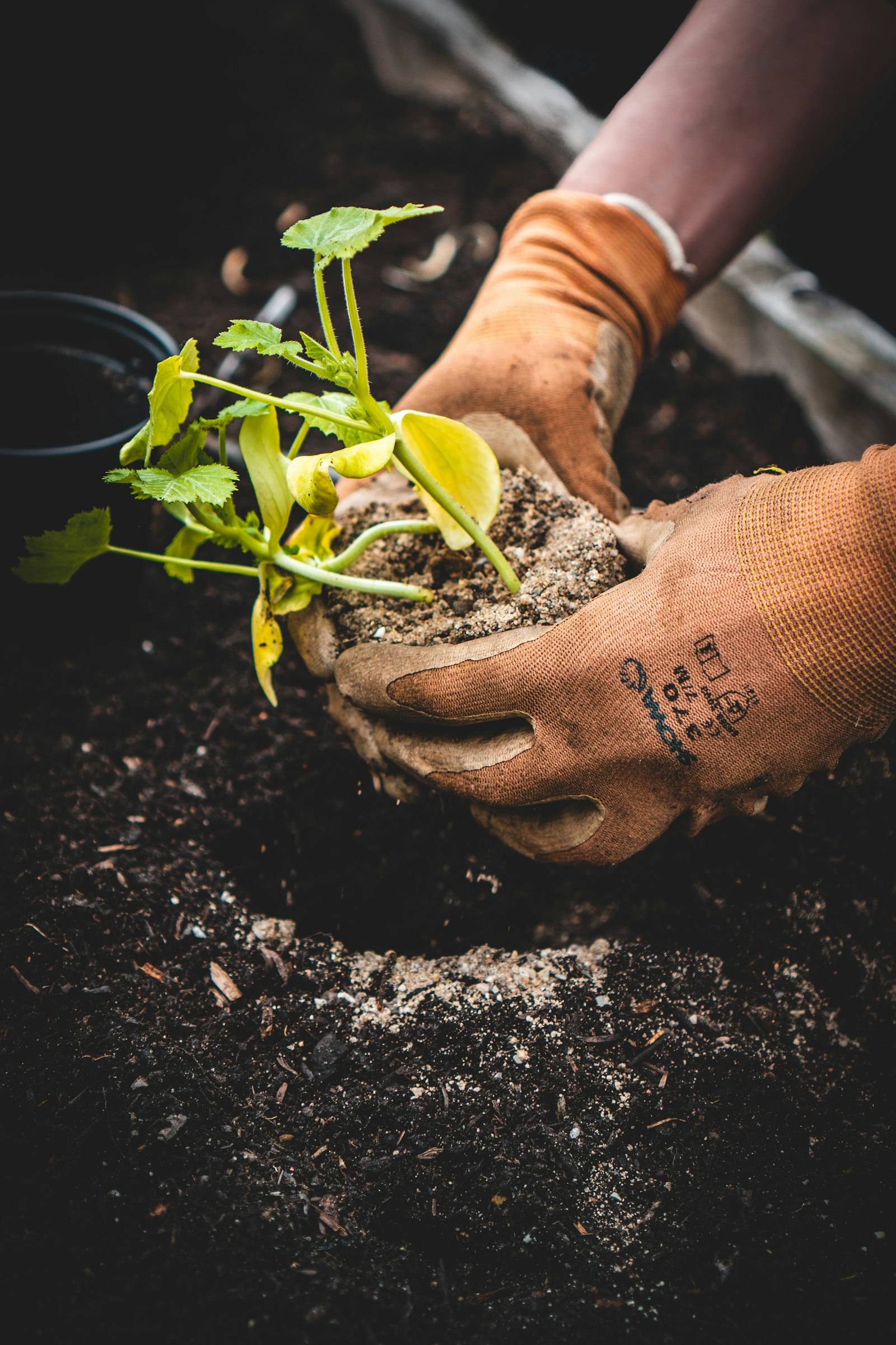 Plantation d'un jeune plant à la main